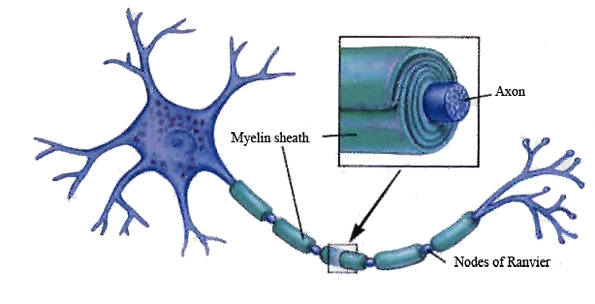 A visual of the myelin-wrapped neural circuits that lead to “muscle memory”