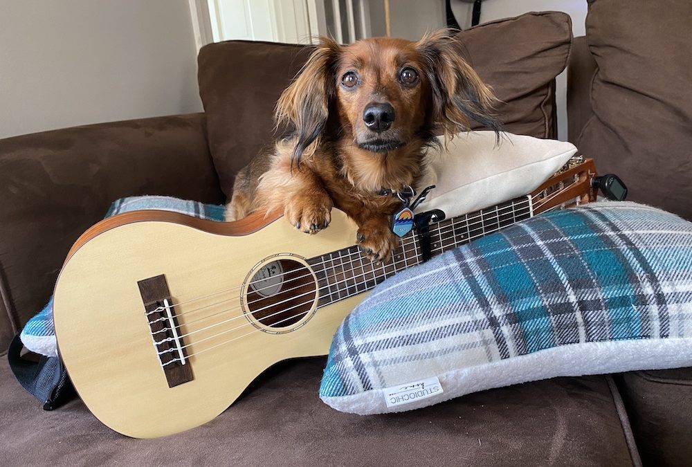 8 Dog Training Tips for Your Guitar Class