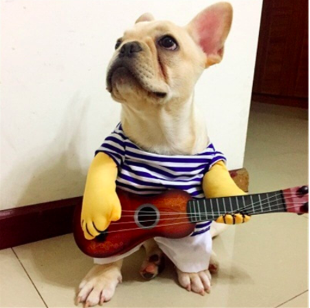 pug playing guitar